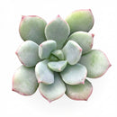 2 inch Echeveria 'Green Goddess' on whitebackground, green succulents, indoor succulents, succulent care guide, buy succulents online