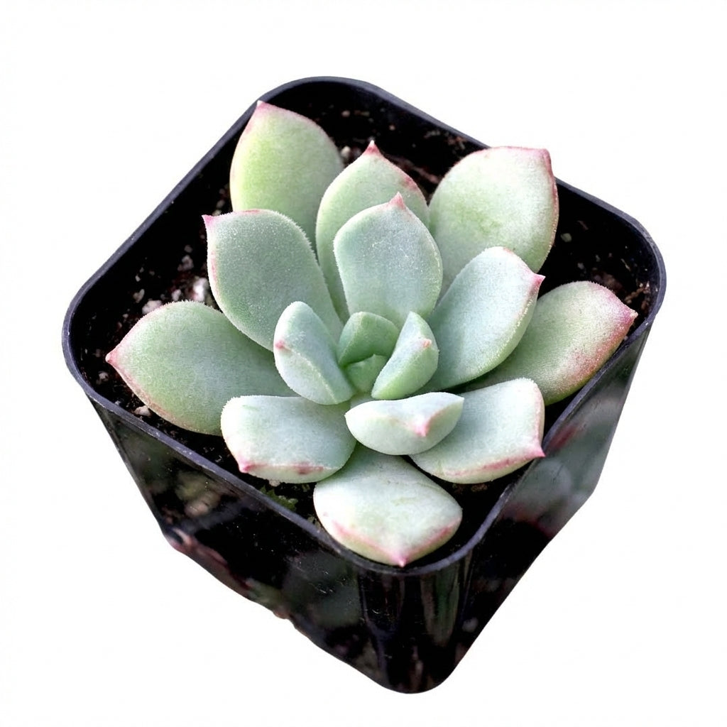 2 inch Echeveria 'Green Goddess' in plastic pot, green succulents, indoor succulents, succulent care guide, buy succulents online