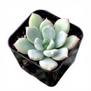 2 inch Echeveria 'Green Goddess' on whitebackground, green succulents, indoor succulents, succulent care guide, buy succulents online