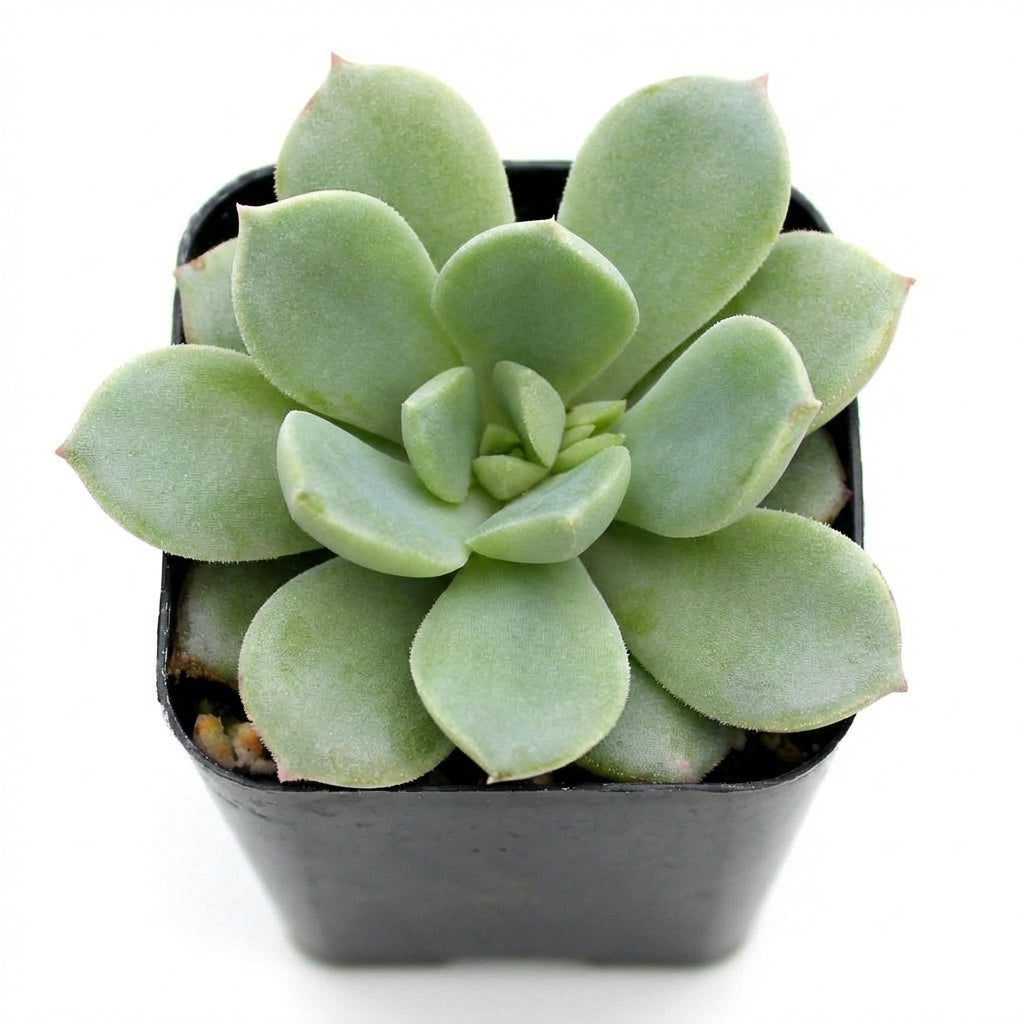 Echeveria 'Green Goddess' in a black pot on whitebackground, green succulents, indoor succulents, succulent care guide, buy succulents online