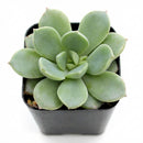 2 inch Echeveria 'Green Goddess' on whitebackground, green succulents, indoor succulents, succulent care guide, buy succulents online