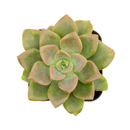 Echeveria 'Green Burgundy' in a clay pot, green succulents, indoor succulents, succulent care guide, buy succulents online