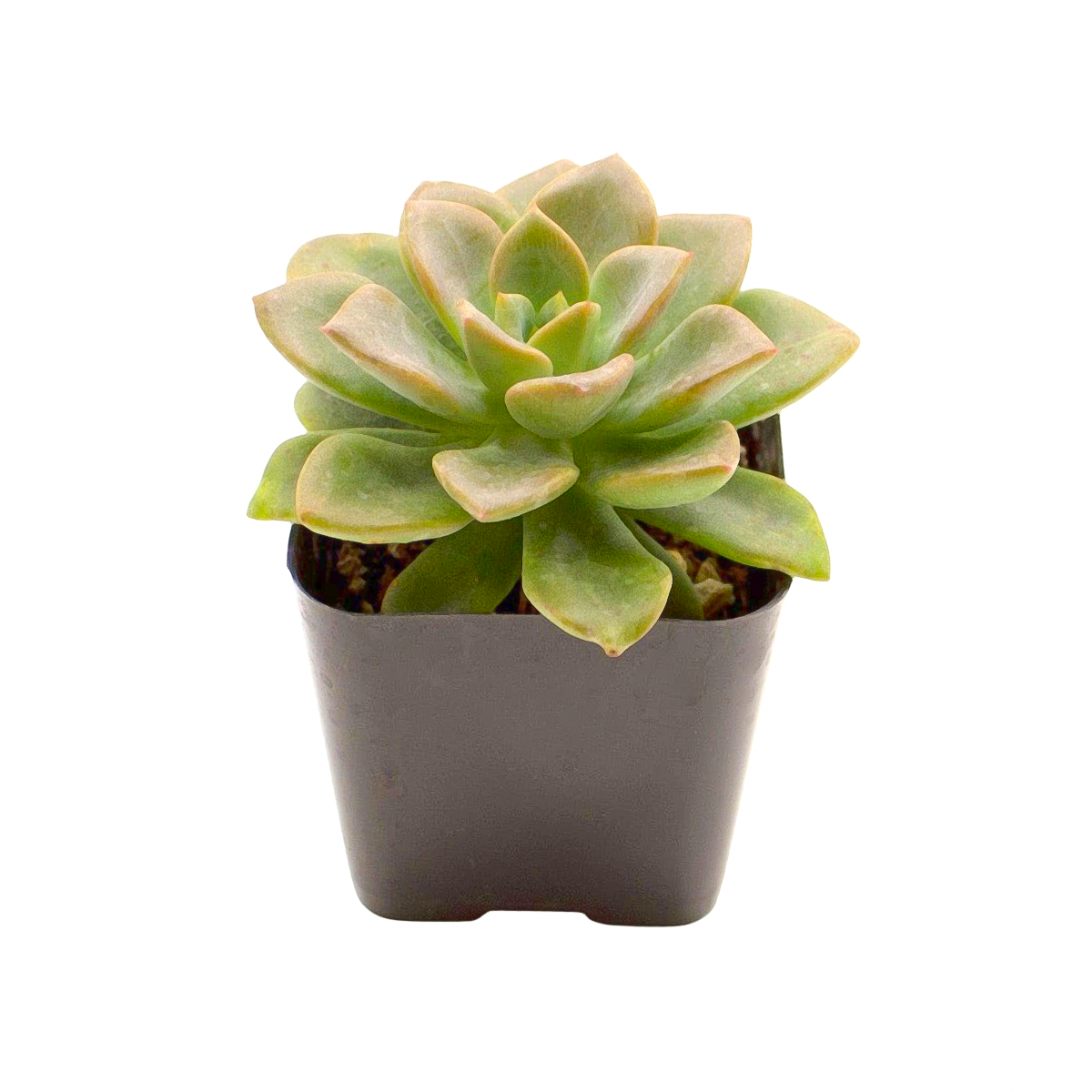 Echeveria 'Green Burgundy' in a plastic pot, green succulents, indoor succulents, succulent care guide, buy succulents online
