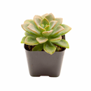 Echeveria 'Green Burgundy' in a clay pot, green succulents, indoor succulents, succulent care guide, buy succulents online