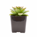 Echeveria 'Green Burgundy' in a clay pot, green succulents, indoor succulents, succulent care guide, buy succulents online
