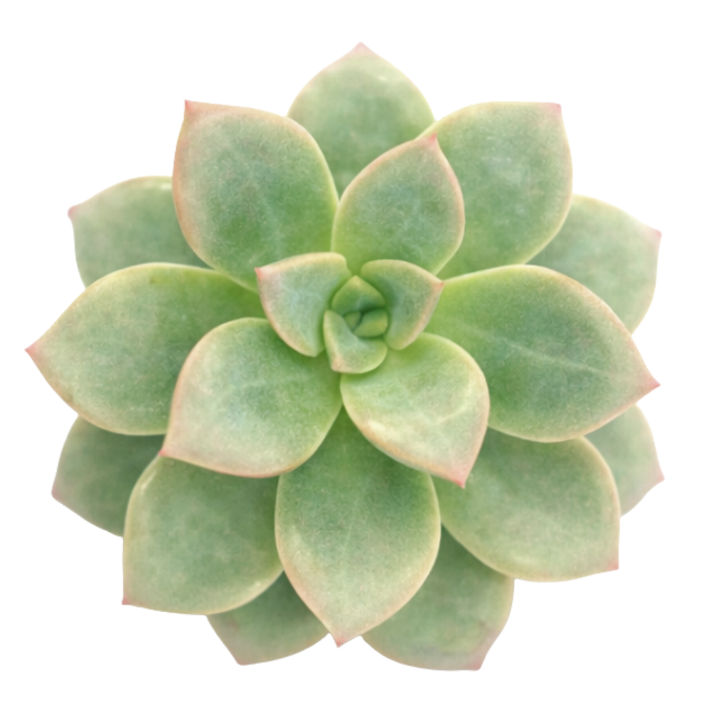 Echeveria 'Green Burgundy' in a plastic pot, green succulents, indoor succulents, succulent care guide, buy succulents online