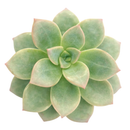 Echeveria 'Green Burgundy' in a clay pot, green succulents, indoor succulents, succulent care guide, buy succulents online