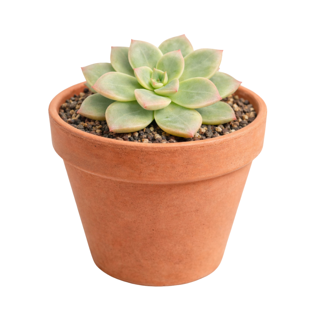 Echeveria 'Green Burgundy' in a clay pot, green succulents, indoor succulents, succulent care guide, buy succulents online