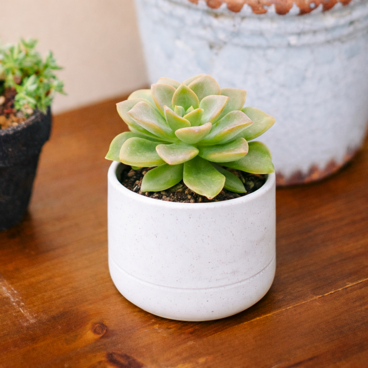 Echeveria 'Green Burgundy' in a plastic pot, green succulents, indoor succulents, succulent care guide, buy succulents online