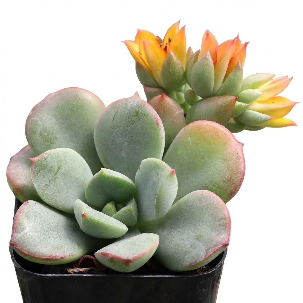 2 inch Echeveria 'Green Goddess' on whitebackground, green succulents, indoor succulents, succulent care guide, buy succulents online