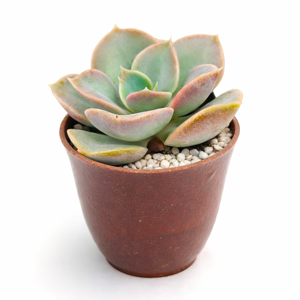 2 inch Echeveria Green Pearl for sale. Echeveria Green Pearl is admired for its symmetrical rosette shape and vibrant green foliage that adds natural beauty to indoor spaces. It grows best in bright sunlight with fast-draining soil and occasional watering. This low-maintenance plant is an excellent choice for beginners and succulent enthusiasts alike.