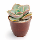 2 inch Echeveria Green Pearl for sale. Echeveria Green Pearl is admired for its symmetrical rosette shape and vibrant green foliage that adds natural beauty to indoor spaces. It grows best in bright sunlight with fast-draining soil and occasional watering. This low-maintenance plant is an excellent choice for beginners and succulent enthusiasts alike.