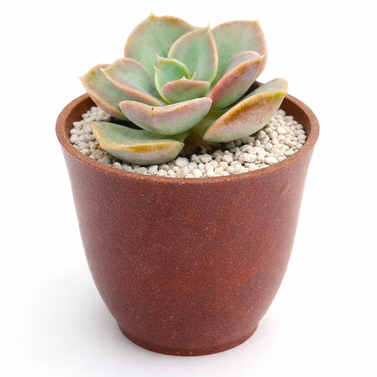 Buy Echeveria Green Pearl 2 inch online. Echeveria Green Pearl is a beautiful succulent with compact green rosettes and thick, fleshy leaves that bring fresh color to any plant collection. It thrives in bright light and well-draining soil with minimal watering. This easy-care succulent is perfect for homes, offices, and decorative succulent arrangements.