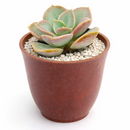 2 inch Echeveria Green Pearl for sale. Echeveria Green Pearl is admired for its symmetrical rosette shape and vibrant green foliage that adds natural beauty to indoor spaces. It grows best in bright sunlight with fast-draining soil and occasional watering. This low-maintenance plant is an excellent choice for beginners and succulent enthusiasts alike.