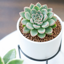 2 inch Echeveria 'Guapa', pink succulents, indoor succulents, succulent care guide, buy succulents online