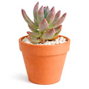 Echeveria haagai 'Tolimanensis'