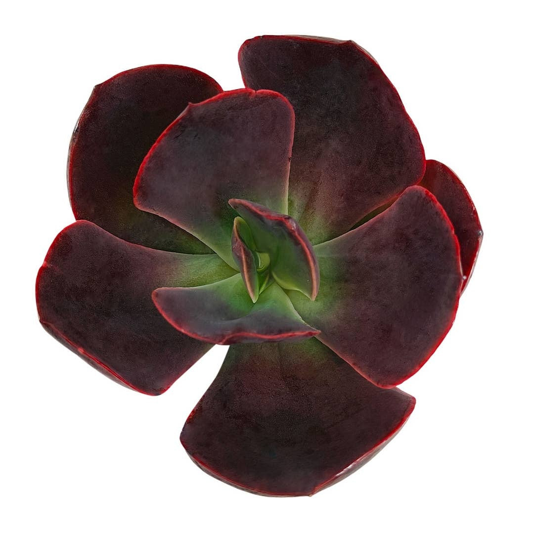 dark red succulent plant Echeveria Hanaikada