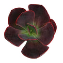 Succulent plants for sale, Succulent gifts, Growing succulents indoors, Small indoor plants, Decorative small plants for home