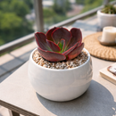 2 inch Echeveria Hanaikada, Chocolate Echeveria, Easy-to-grow succulent, low-maintenance indoor plant