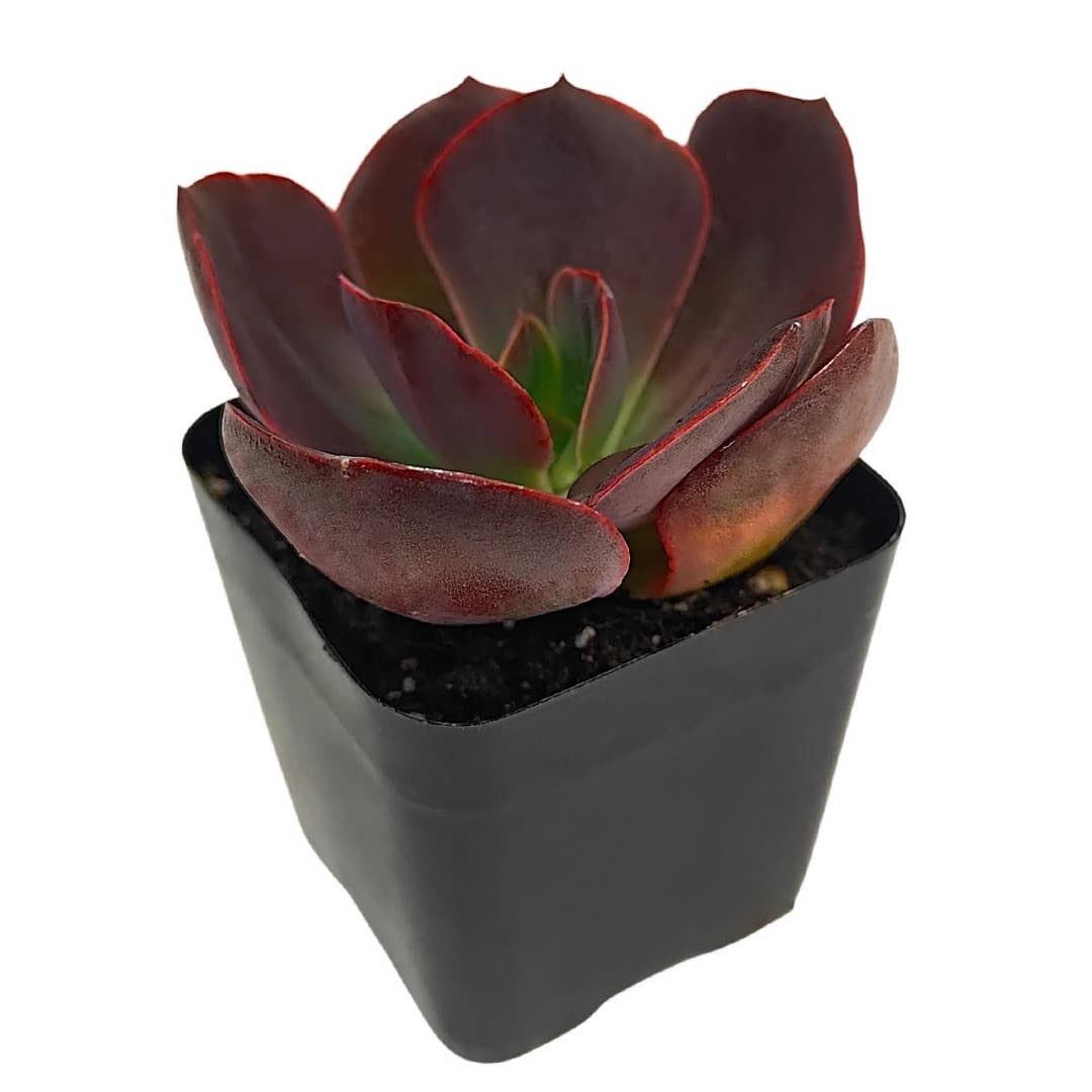 hanaikada succulent Echeveria Hanaikada