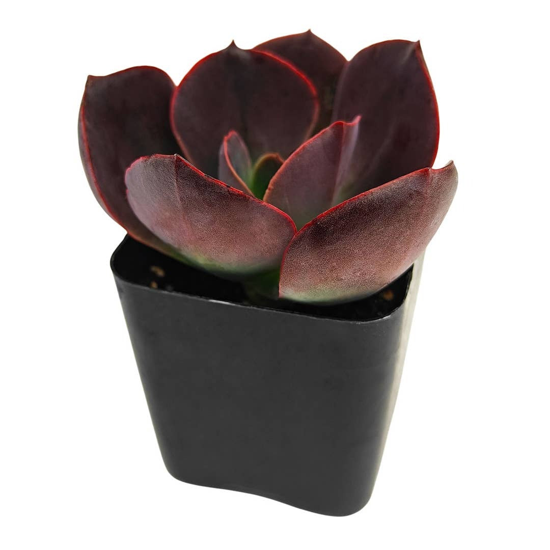 Non-toxic houseplant, pet-safe succulent, Flower Raft Echeveria