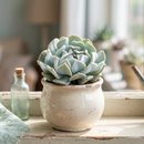 8-pack of 2" live plants for sale. Pick eight favorite plants and enjoy a variety of compact plants in 2" pots. Great for plant collections, gifting, decorating small spaces, and indoor gardening.