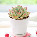 Succulent gifts, Growing succulents indoors, Small indoor plants, Decorative small plants for home, Cute desk plants