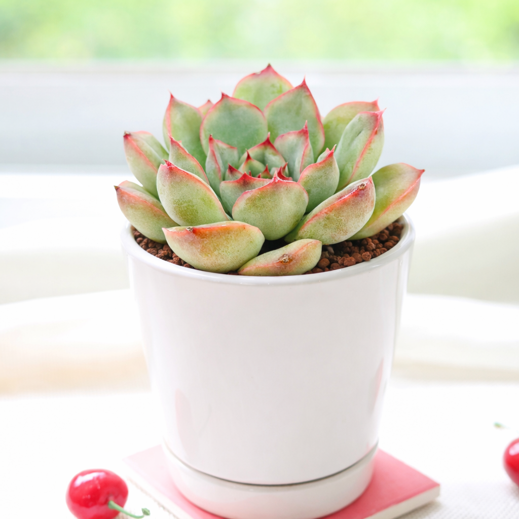 2 inch Echeveria Hercules for sale, colorful succulents, low-maintenance plants, succulent rosettes, easy-to-grow plants
