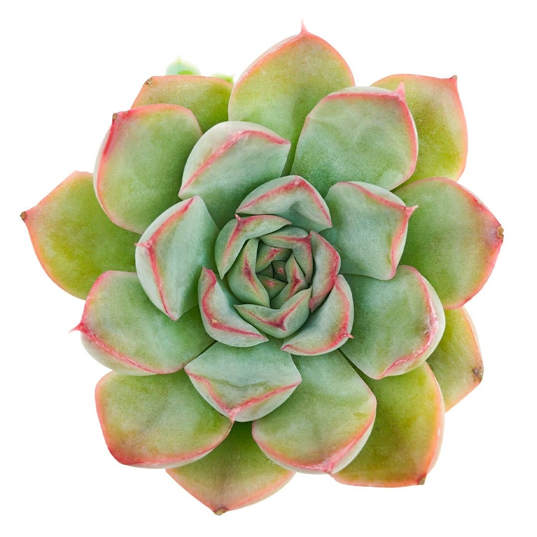 hercules succulent Echeveria Hercules