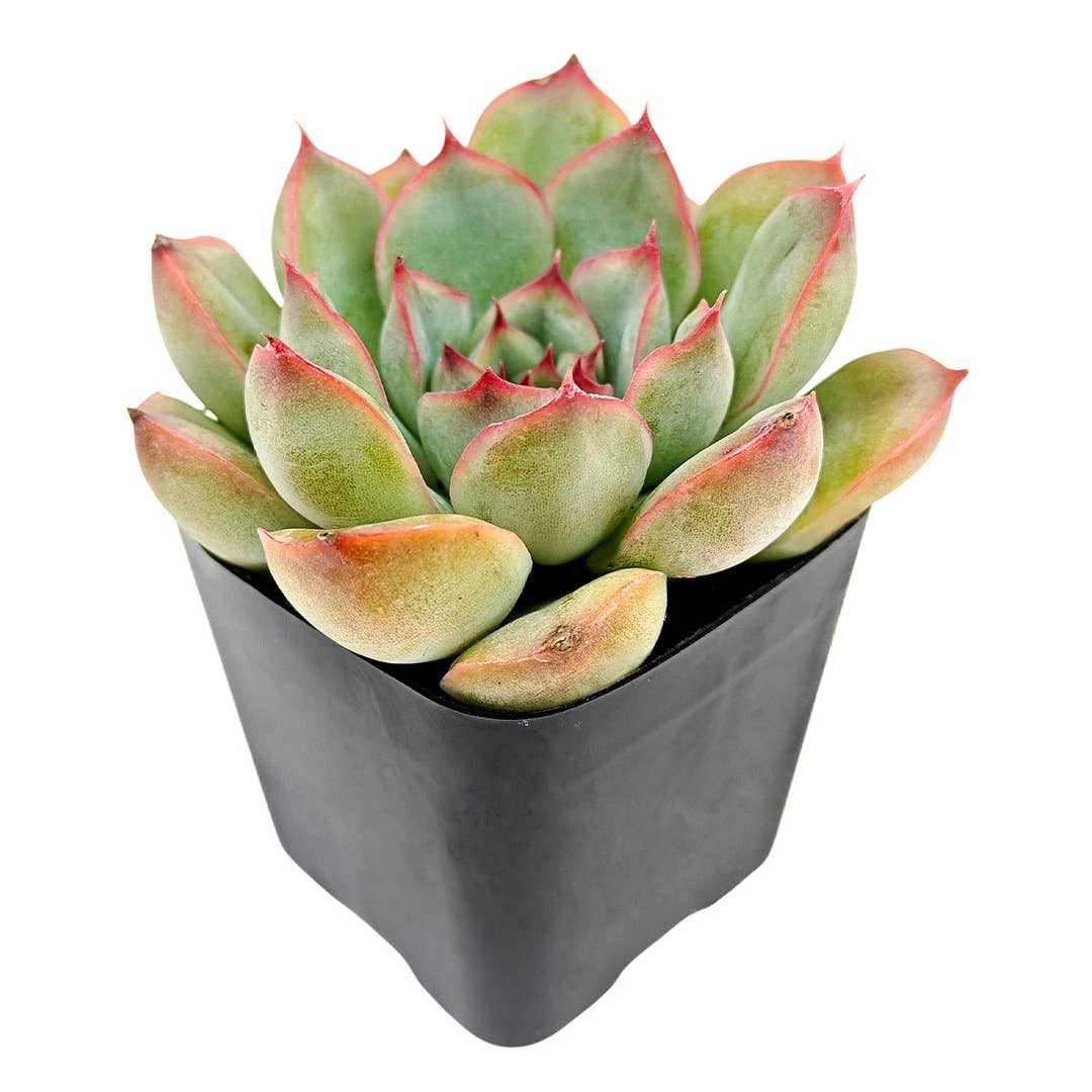 Succulent gifts, Growing succulents indoors, Small indoor plants, Decorative small plants for home, Cute desk plants