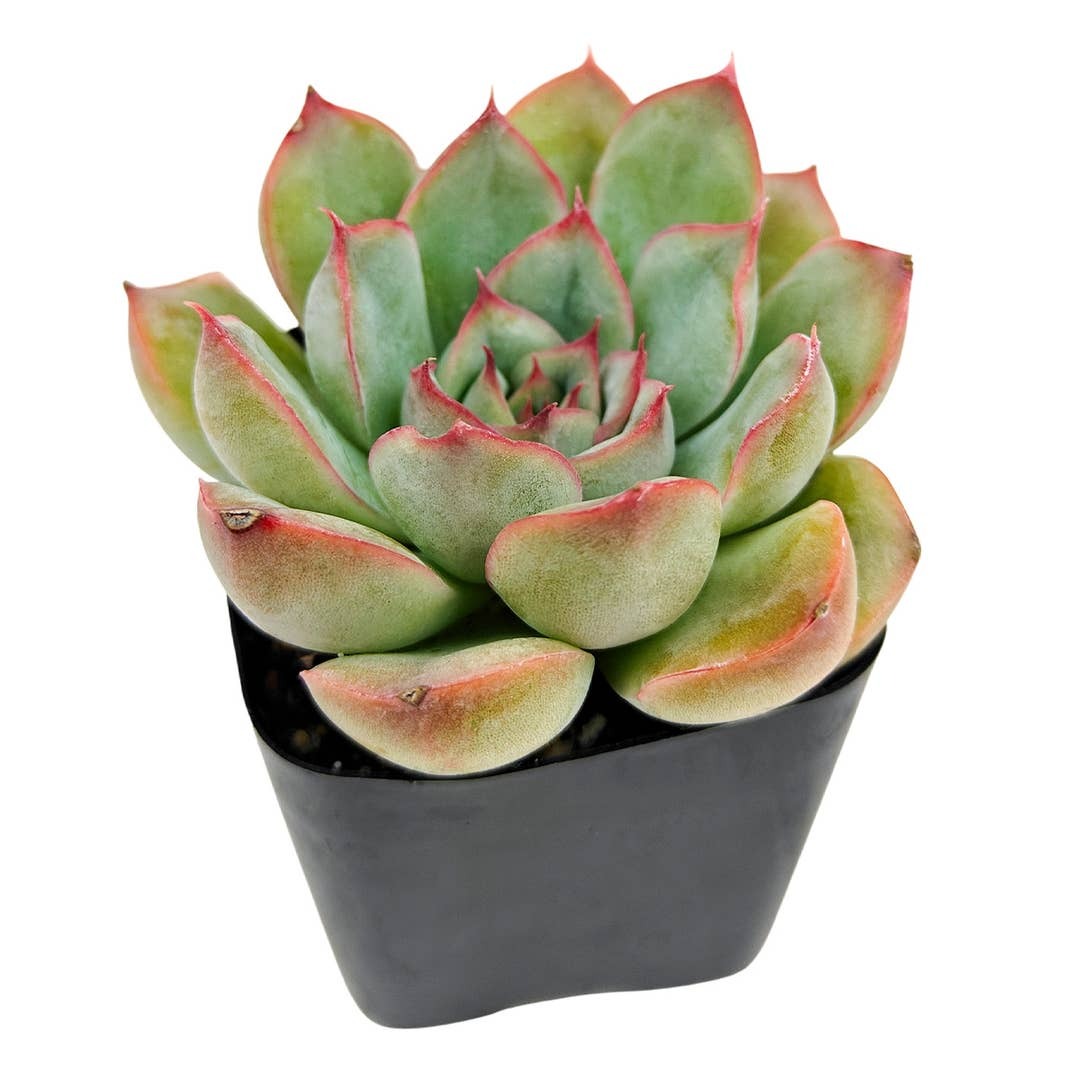 hercules succulent Echeveria Hercules - Chubby Leaf Succulents, Indoor Plants Decoration