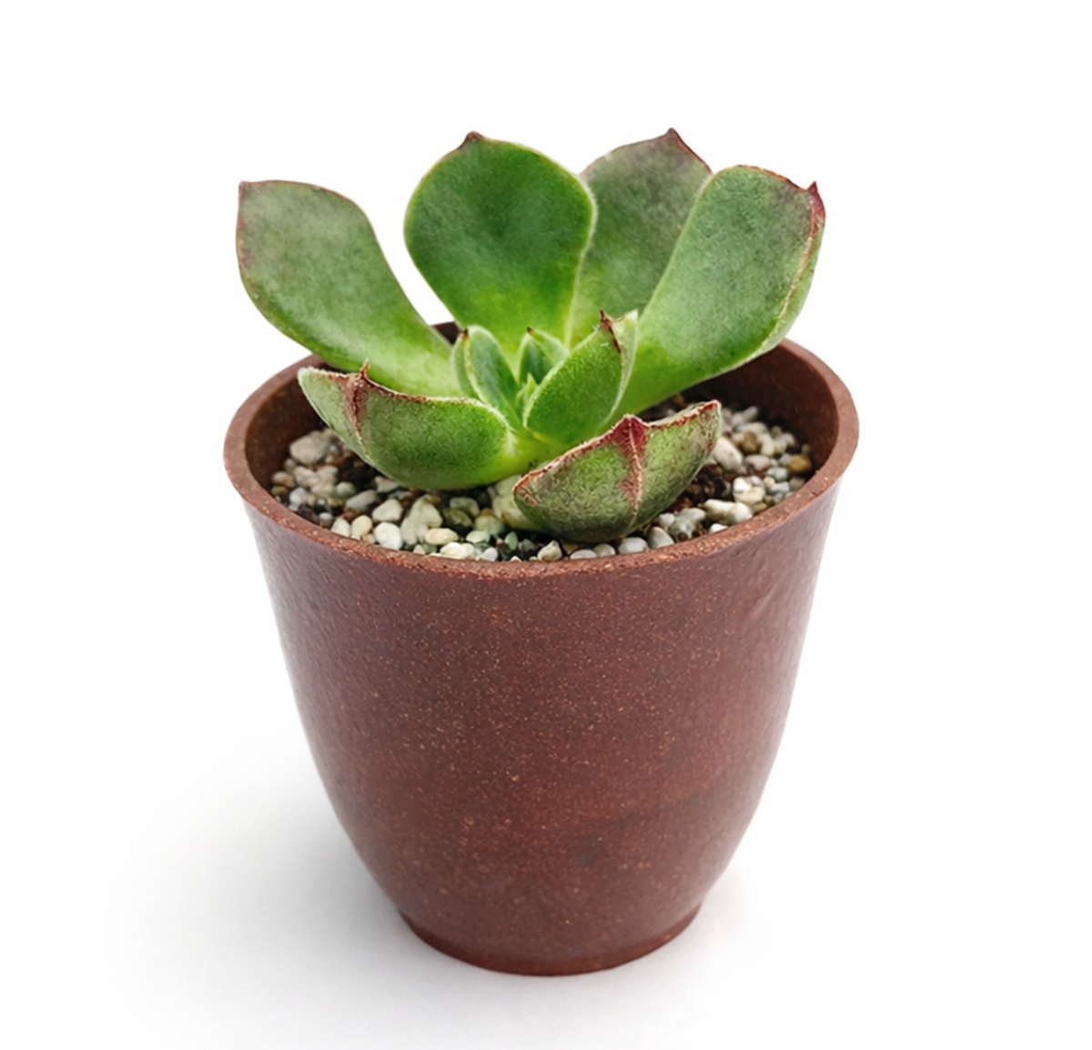 buy 2 inch echeveria joan daniel succulent online, echeveria joan daniel low maintenance houseplant, symmetrical echeveria joan daniel rosette plant