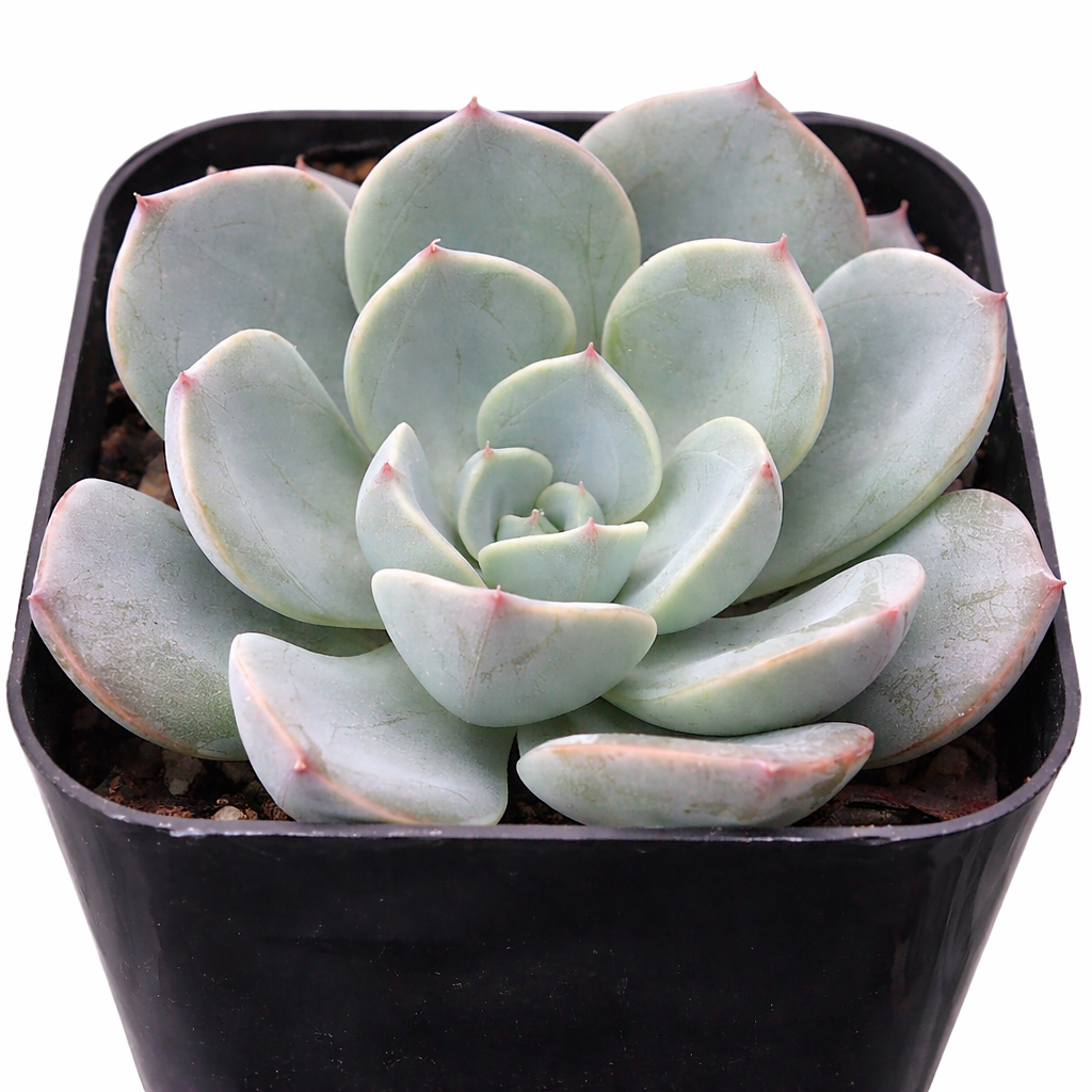 2 inch Echeveria 'Lara' , green succulents, indoor succulents, succulent care guide, buy succulents online