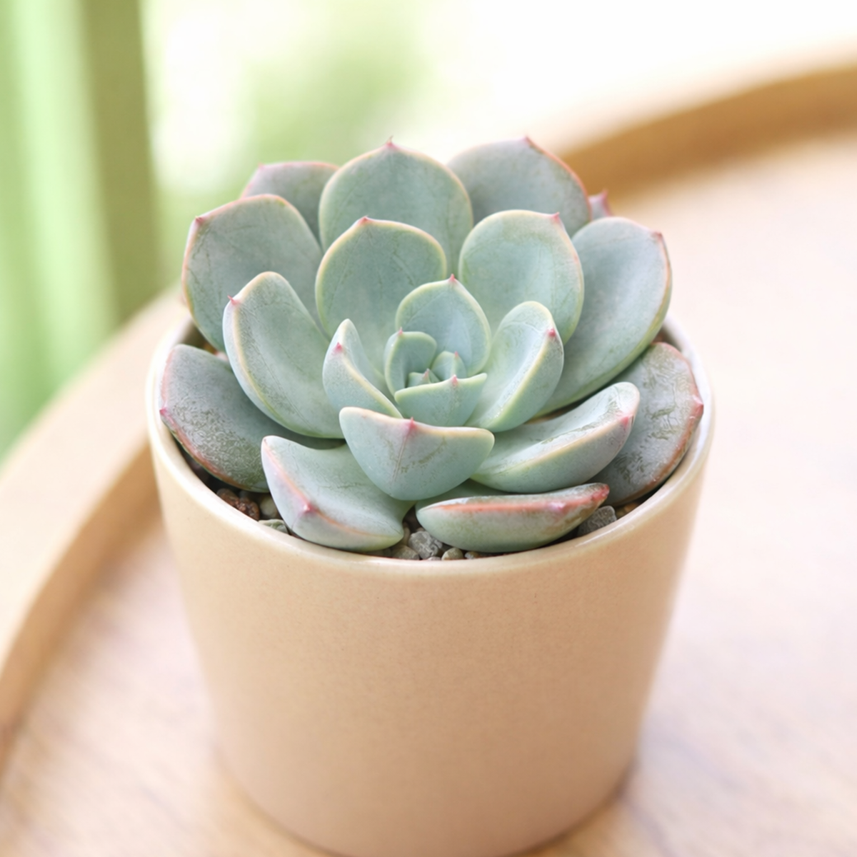 2 inch Echeveria 'Lara' , green succulents, indoor succulents, succulent care guide, buy succulents online