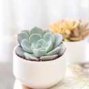2 inch Echeveria 'Lara' , green succulents, indoor succulents, succulent care guide, buy succulents online
