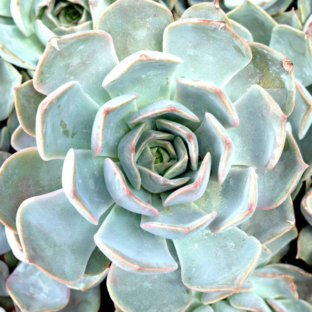 2 inch Echeveria 'Latte Rose', green succulents, indoor succulents, succulent care guide, buy succulents online