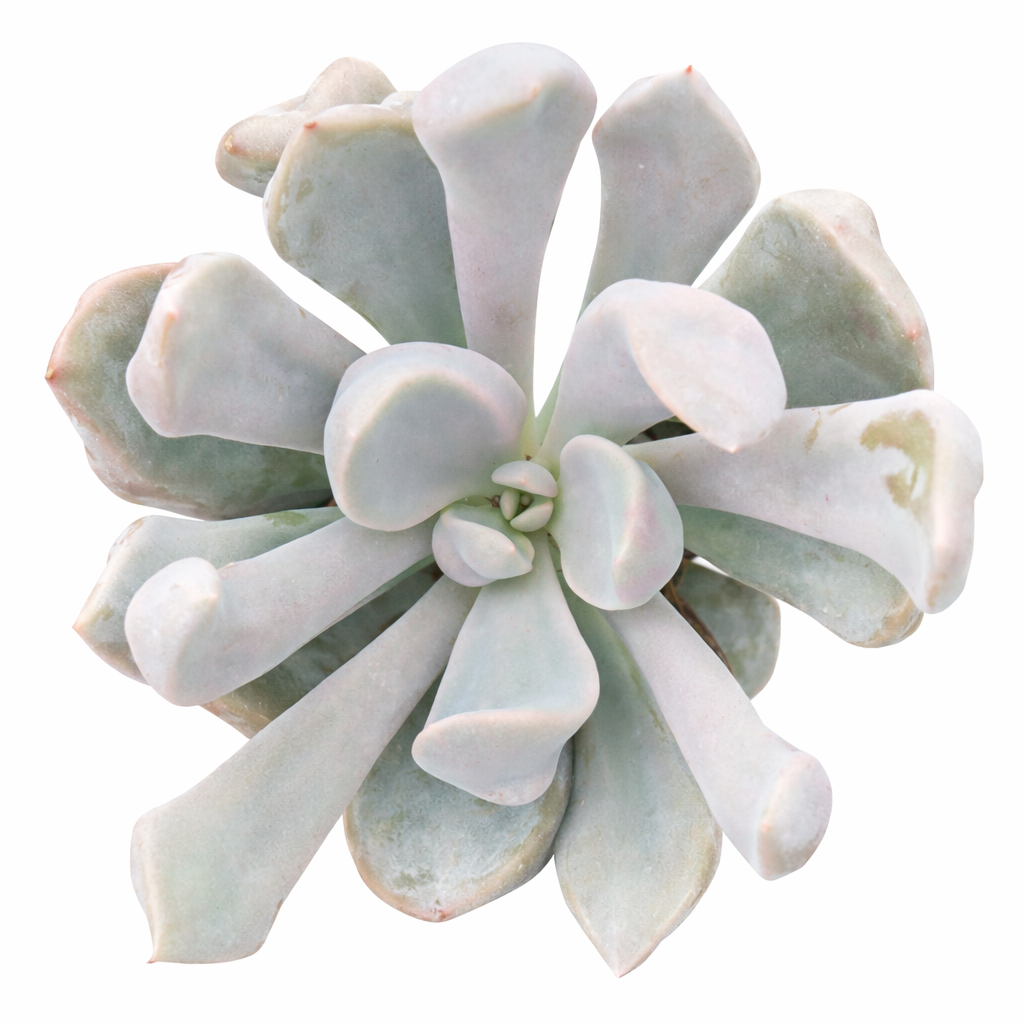 2 inch Echeveria 'Lilac Spoon', pink succulents, indoor succulents, succulent care guide, buy succulents online