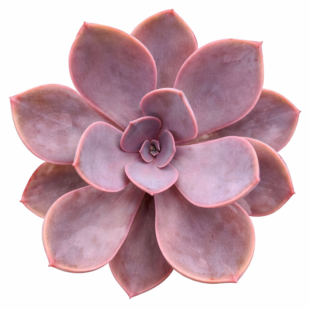 2 inch Echeveria 'Linn', pink succulents, indoor succulents, succulent care guide, buy succulents online