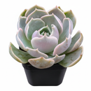 2 inch Echeveria Lotus in black plastic pot, easy to care indoor plants, small succulents for diy