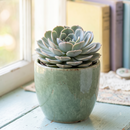 8-pack of 2" live plants for sale. Pick eight favorite plants and enjoy a variety of compact plants in 2" pots. Great for plant collections, gifting, decorating small spaces, and indoor gardening.