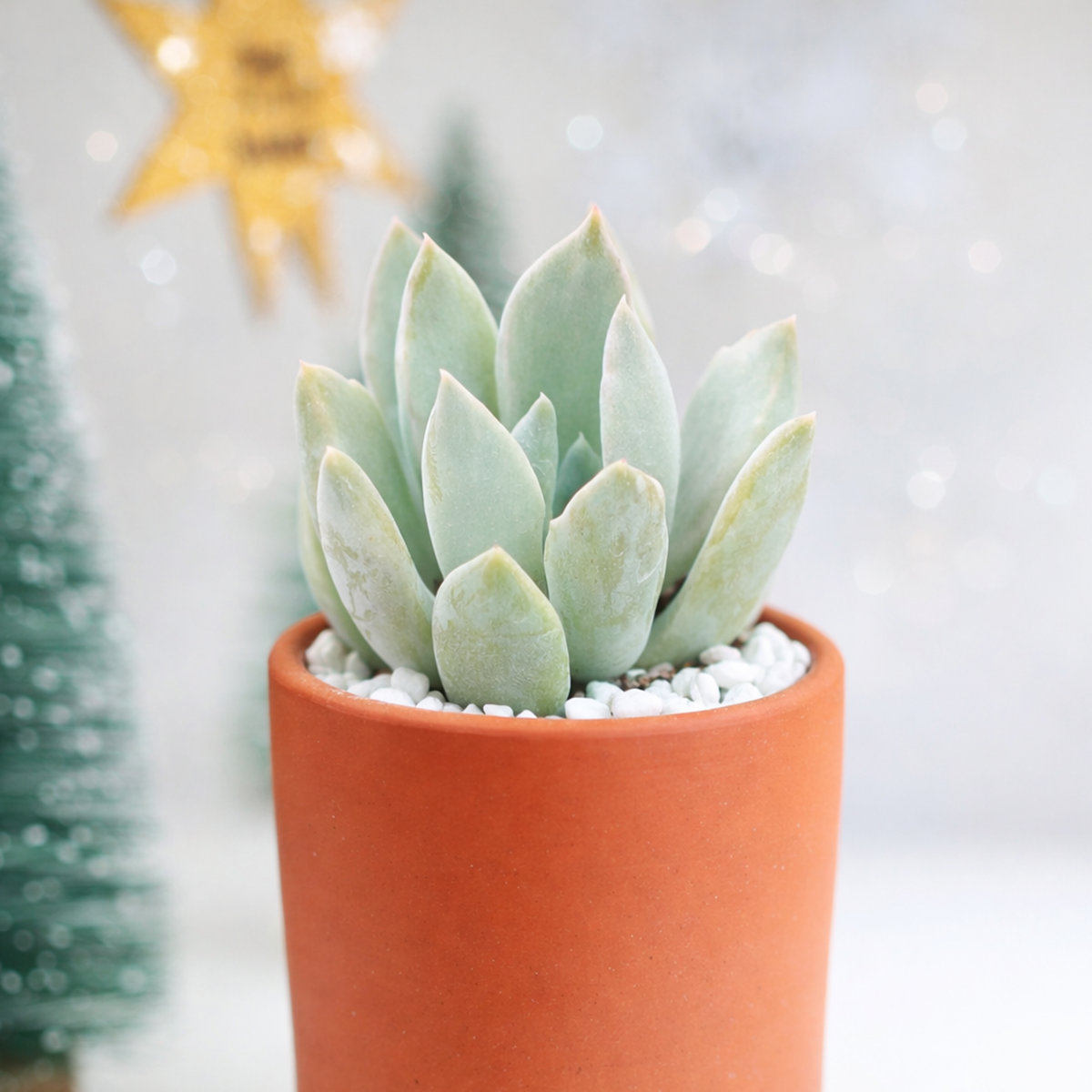 Echeveria 'Machete'