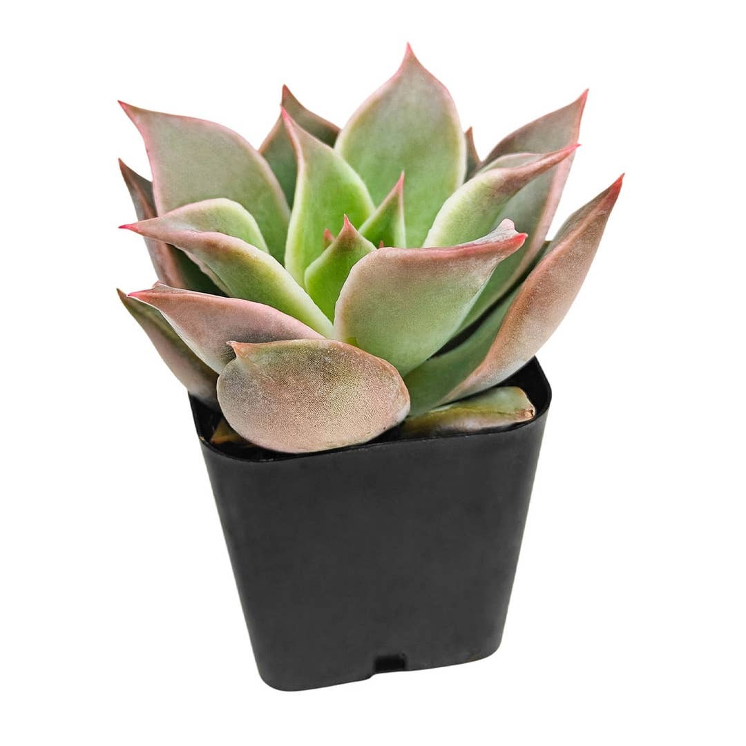 buy succulents online, drought-tolerant plants, succulent arrangements, succulent propagation, succulent soil mix