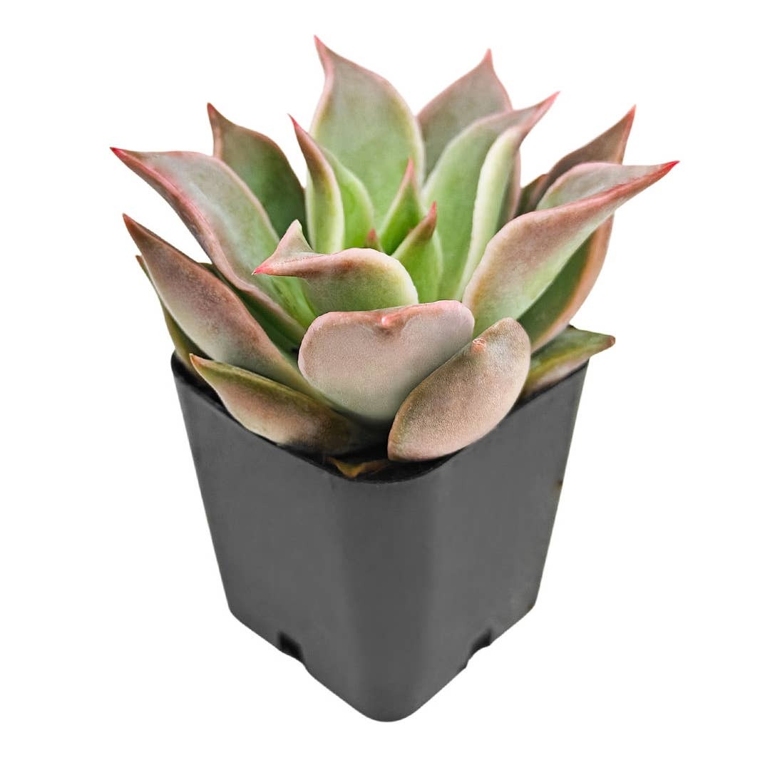 2 inch Echeveria Madiba in black plastic pot, Cute desk plants, Small potted plants for office, Buy small indoor plants online, Affordable small indoor plants