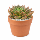 Echeveria Manana