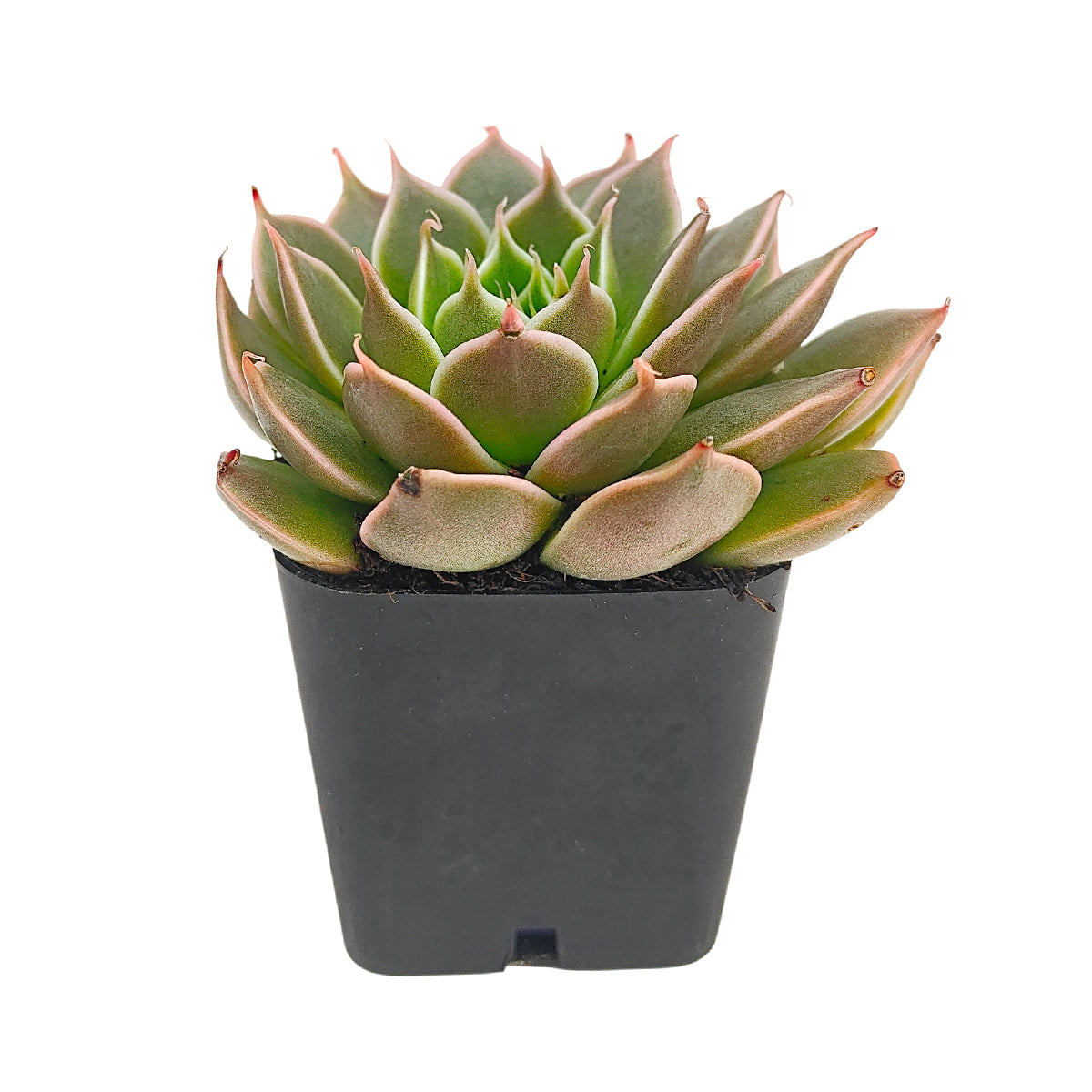 2 inch Echeveria Manana, 2 inch colorful succulents for sale, buy Echeveria Manana online, Echeveria Manana near me