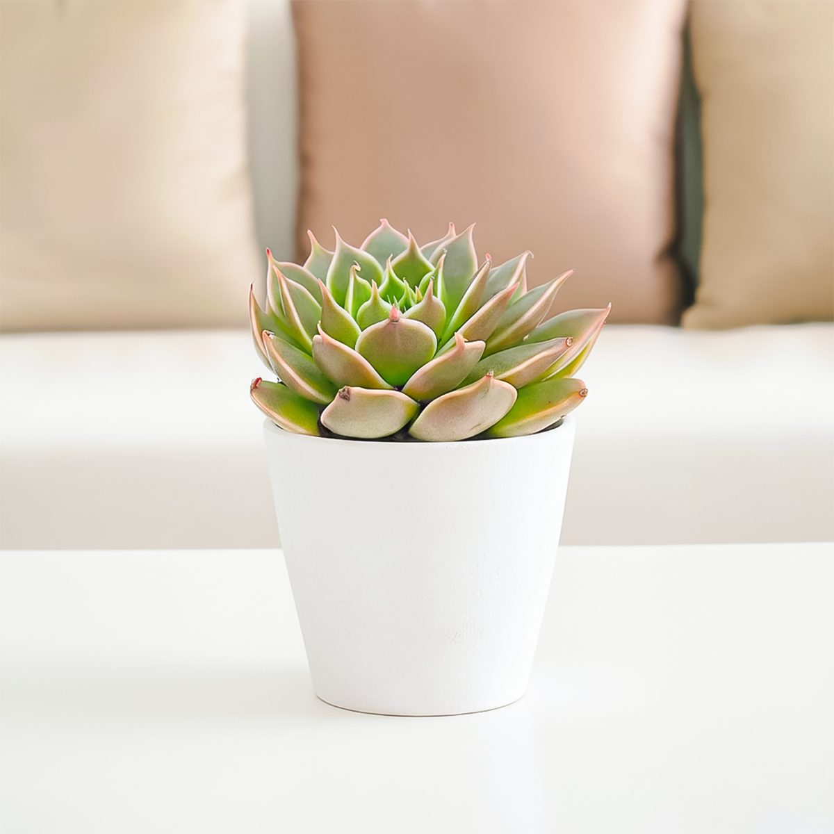 2 inch Echeveria Manana, 2 inch colorful succulents for sale, buy Echeveria Manana online, Echeveria Manana near me