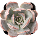 2 inch Echeveria 'Marrom', green succulents, indoor outdoor succulents, succulent care guide, buy succulents online