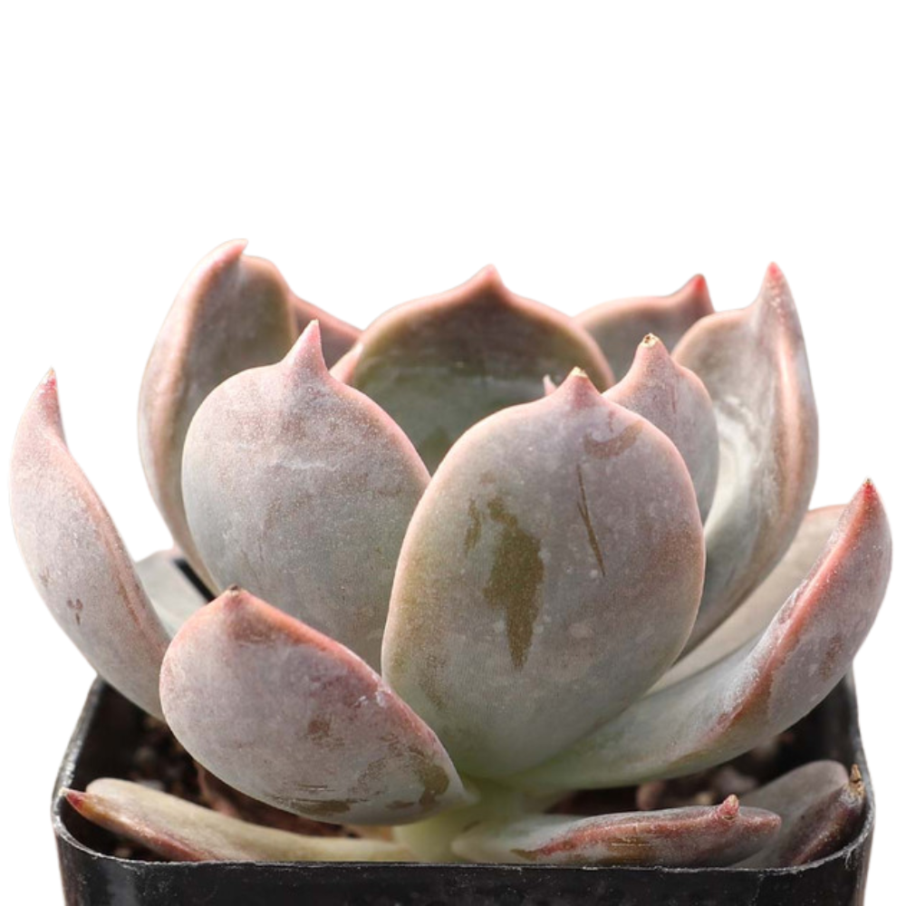 Echeveria 'Marrom', green succulents, indoor outdoor succulents, succulent care guide, buy succulents online
