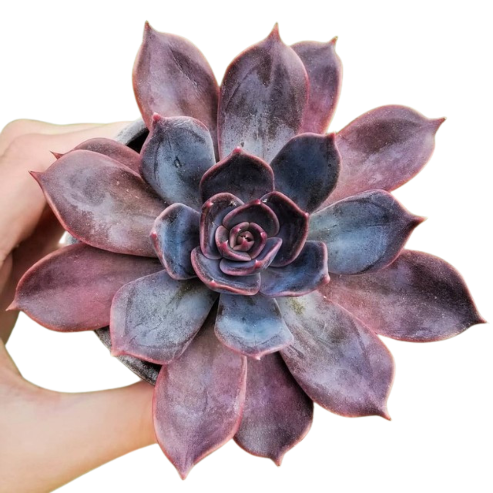 2 inch Echeveria 'Marrom', green succulents, indoor outdoor succulents, succulent care guide, buy succulents online