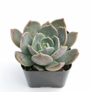 2 inch Echeveria 'Marrom', green succulents, indoor outdoor succulents, succulent care guide, buy succulents online